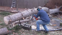 This Tree Removal Has A Horrible Ending